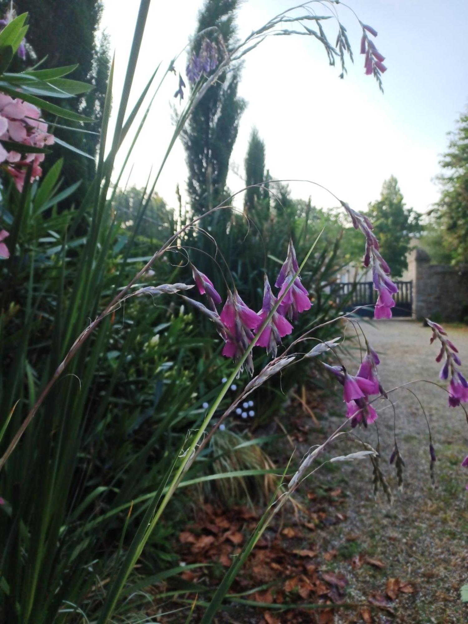 Bed and Breakfast Le Banellou Quimper Esterno foto