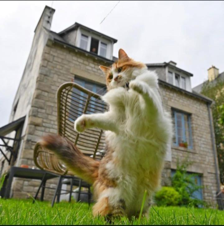 Bed and Breakfast Le Banellou Quimper Esterno foto